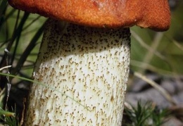 Mushroom 146