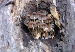 Mushroom 112