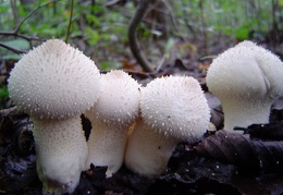 Mushroom 108