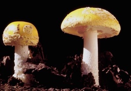Mushroom 156