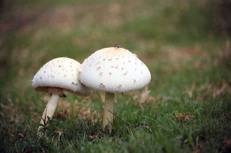 Mushroom 118