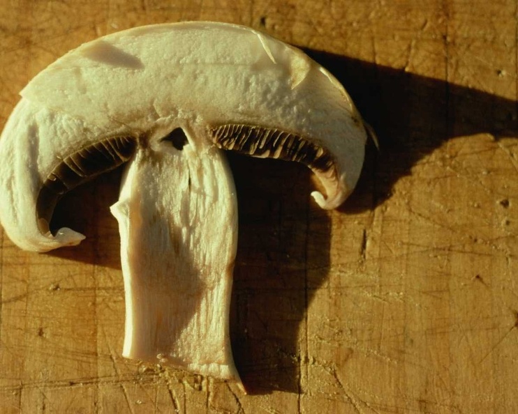 Mushroom 124