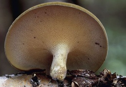 Mushroom 140