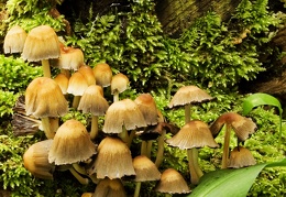 Mushroom 115