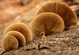 Mushroom 10