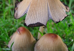 Mushroom 106