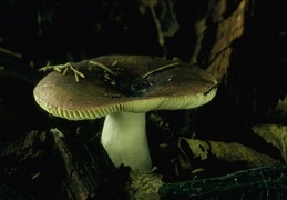 Mushroom 160