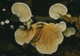 Mushroom 134