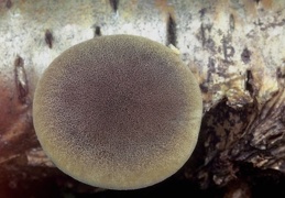 Mushroom 141