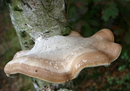 Mushroom 91