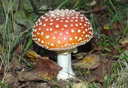 Mushroom 92