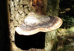 Mushroom 116