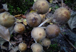 Mushroom 109
