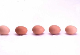 Egg 29