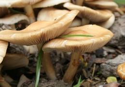 Mushroom 94