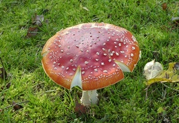 Mushroom 93