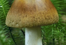 Mushroom 157