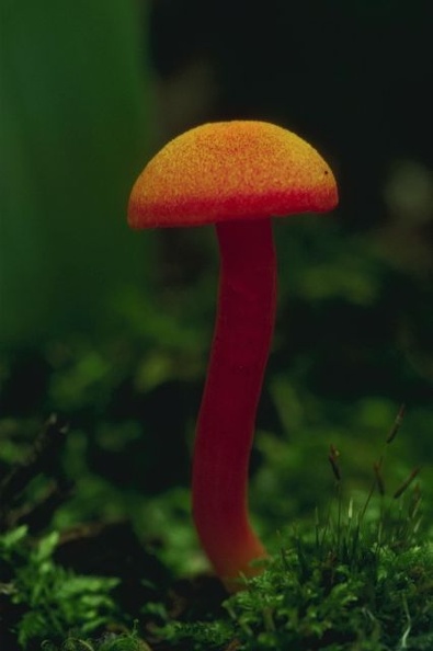 Mushroom 126