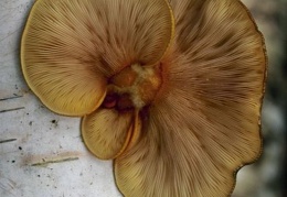 Mushroom 131