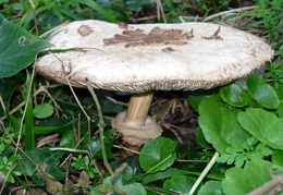 Mushroom 105