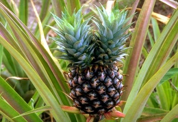 Pineapple 4