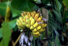 Banana 16