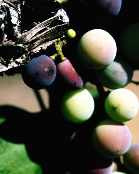 Grape_56.jpg