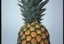 Pineapple 15