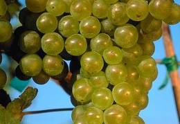 Grape 29