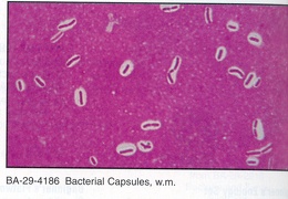 Microorganisms 102