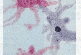 Microorganisms 1