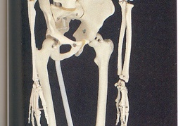 Skeletons 21