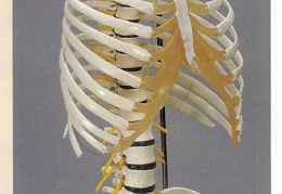 Skeletons 19