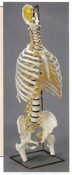 Skeletons_19.jpg