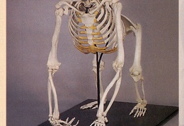 Skeletons 46