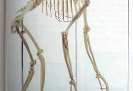 Skeletons 47