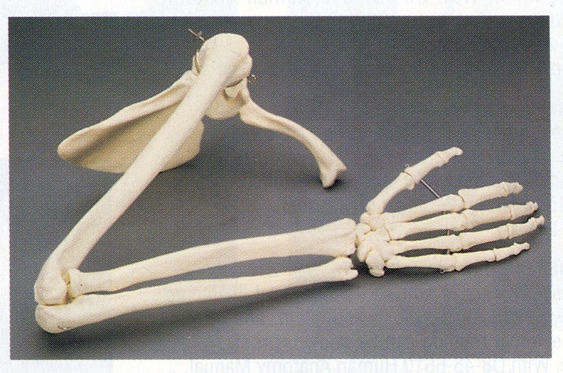 Skeletons_25.jpg