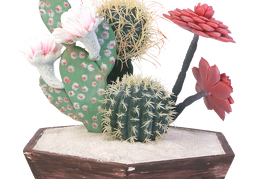cactus 34