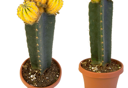 cactus 35