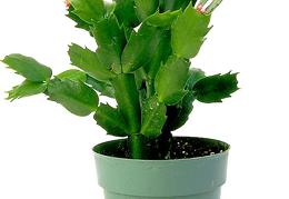 cactus 32