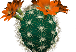 cactus 22