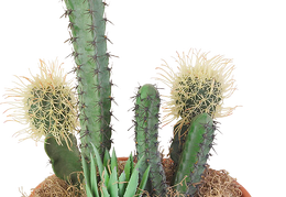 cactus 1