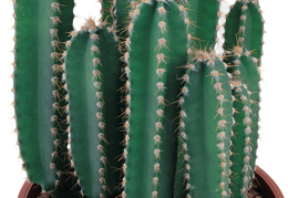 cactus 12