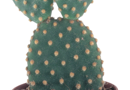 cactus 3