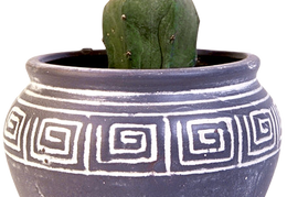 cactus 36