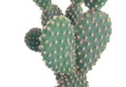 cactus 30