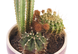 cactus 38
