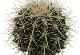 cactus 24
