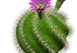 cactus 28