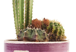 cactus 37